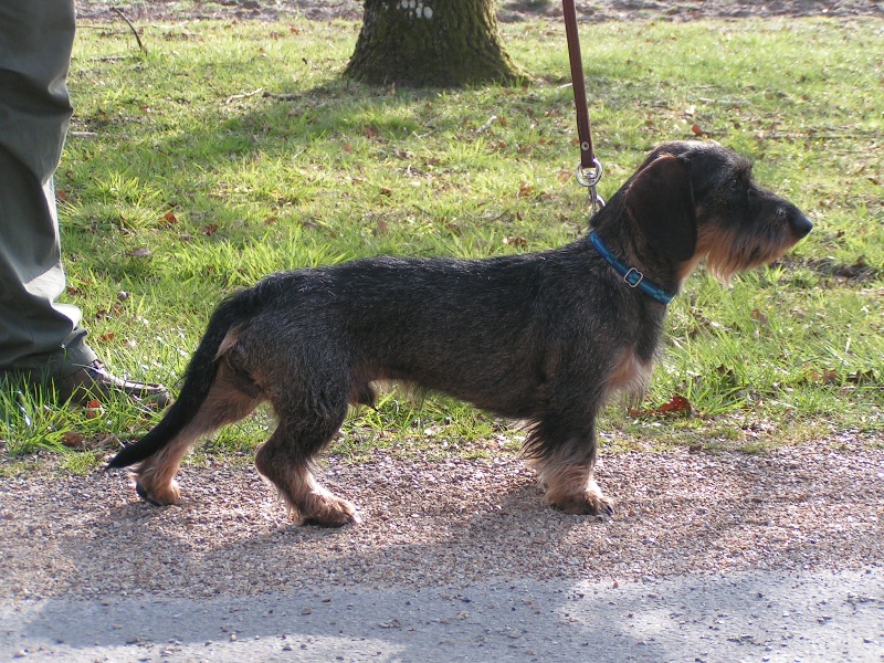 Baïko de l'écho d'Elodie